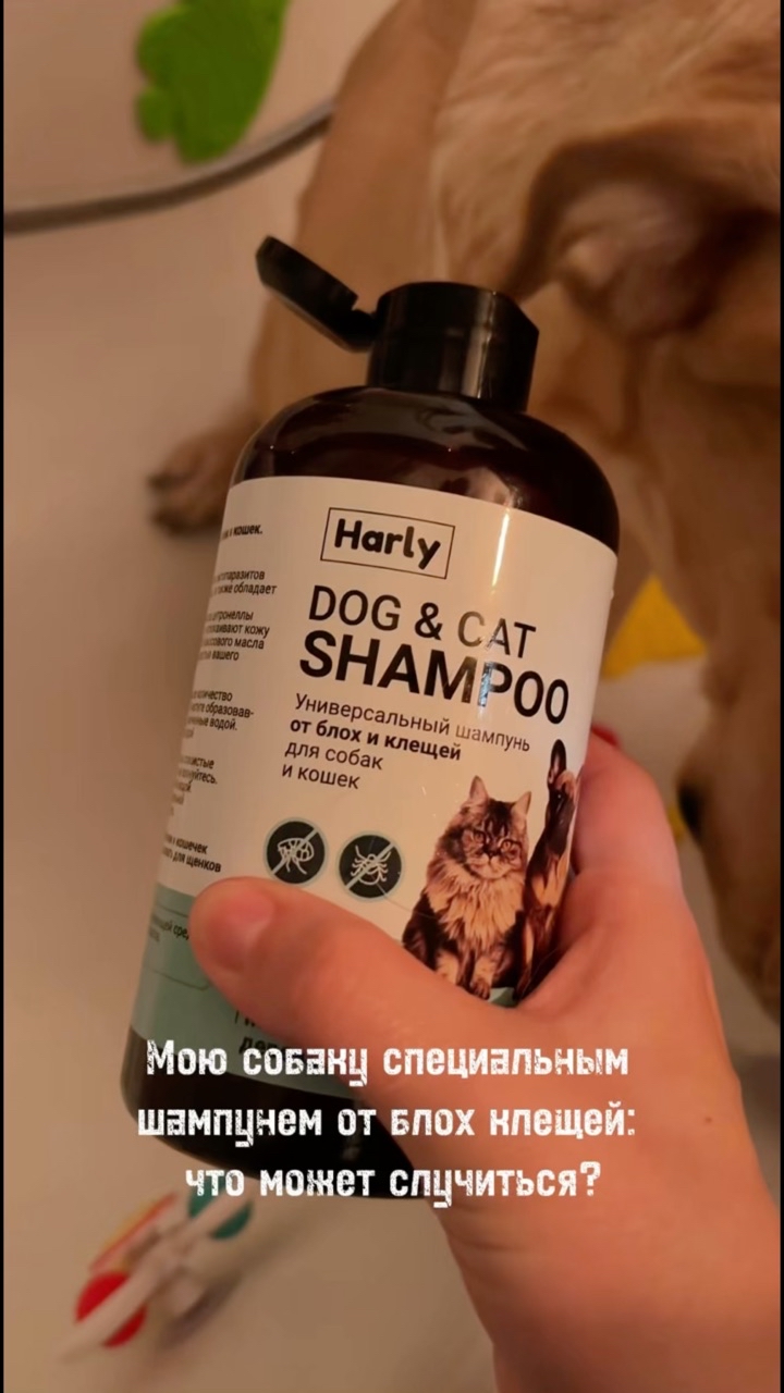 На связи лабрадор Бен-Бен в LOOKY. #255212157,#собака,#собакадругчеловека,#любовь,#малыш,#питомец. Это сейчас очень акт...
