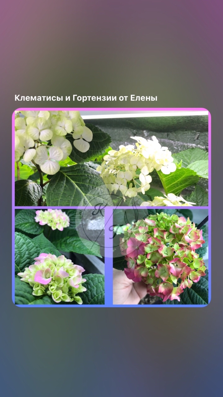 🌺Окрашиваются проснувшиеся крупнолистные гортензии. Вверху Прециоза, слева Кристалл, справа неизвестная. #клематисычеренкование #клематисыкупить #клематисысорта #клематисыгортензии #гортензиичеренкование