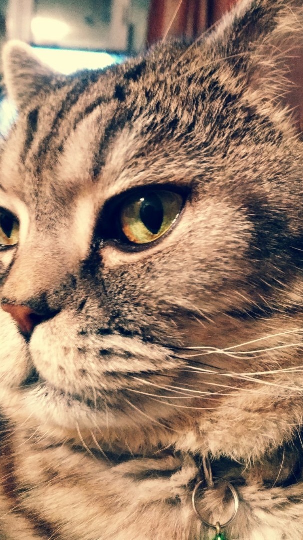 Я красивый, умный, скромный британец, Артур! [#котики](котики) [#котикиправятмиром](котикиправятмиром) [#котартуртутглавный](котартуртутглавный) 