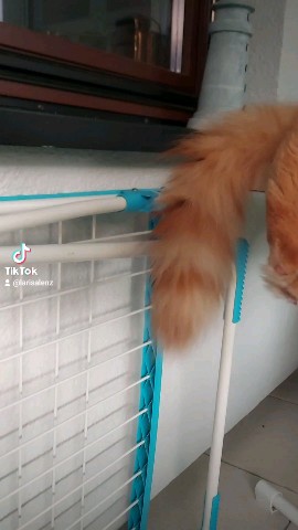 Simba в LOOKY. #maincoon,#simba. Симба что-то задумал...