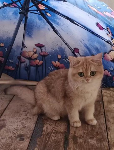 niki в LOOKY. . Порой даже из обычно...