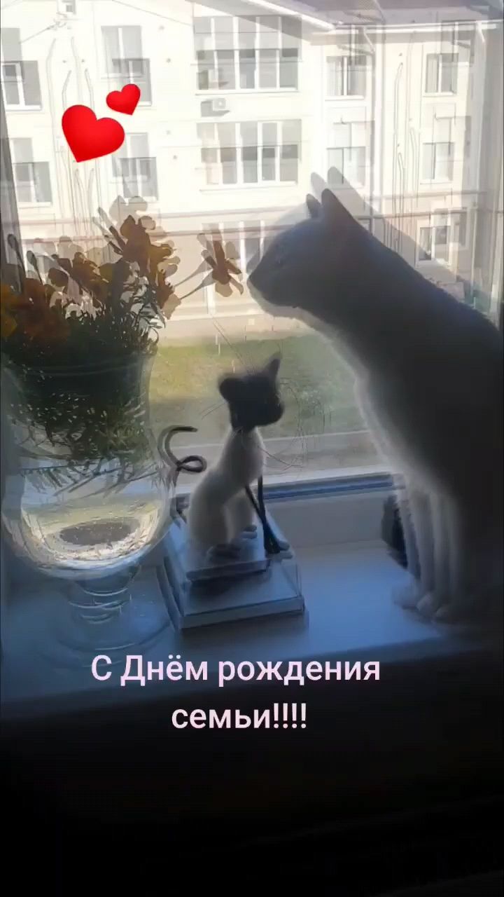 tsifrovoy_alkhimik в LOOKY. #кот,#коты,#кошки,#любовь. Это просто наш влюбл...