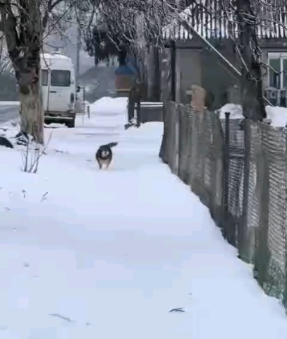 Лунный Лис in LOOKY. . 