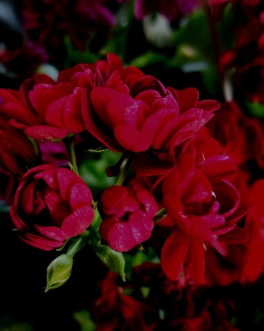Monichii в LOOKY. #flowers. [#flower](flower) [#...