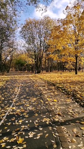 Anna_Gaisionak в LOOKY. #Минск,#Беларусь,#осень,#мояосень,#autumn,#october,#ledy,#walk,#листва,#желтыелистья,#dream. Наслаждаться осенью ...