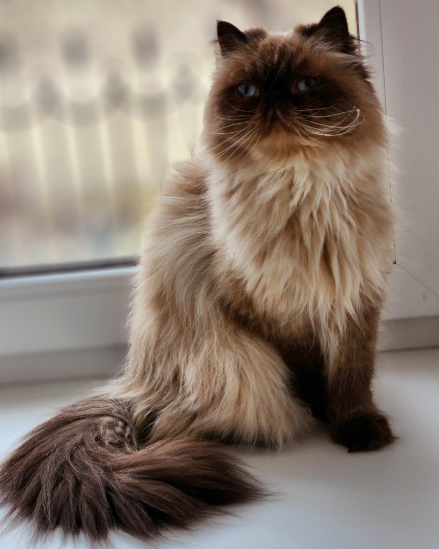 Знакомьтесь! Честер😍. Мой любимый кот. Гималаец. По описанию породы - прям жить не может без людей и ласки...на деле кот-обморок - боится всех и вся...но мы все равно любим нашего красавца😍

#кот #красавец #честер #любимыйкот #нашобморок #гималаец #котпутешественник #нашлюбимец #морешерсти #кисамоя