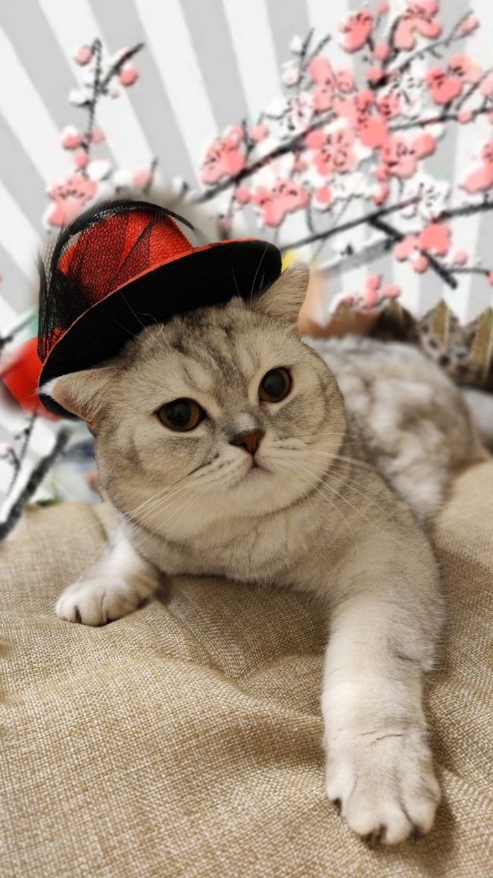 krylenkoelena in LOOKY. #шотландская. Боня [#кошка](кошка)...