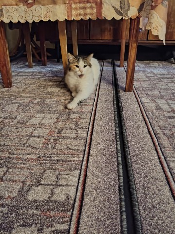 Looky_177272493231890 в LOOKY. #кот. #кот [#кошка ](кошка...