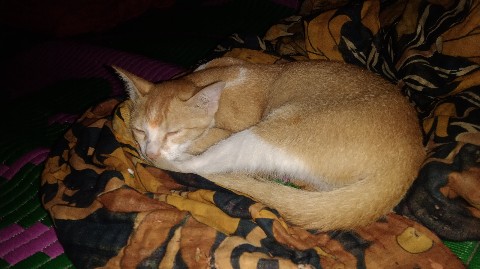 SR RAJ в LOOKY. #pet. Can He Is Happy .? #...