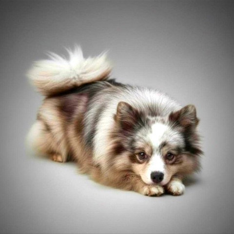 Olga_pom_shpitz в LOOKY. #шпиц,#малыйшпиц,#кляйншпиц,#средний_шпиц,#миттельшпиц,#собака,#мраморныйшпиц,#щенкишпица,#шпицулякрасотуля. ❄️❄️❄️  Немецкого шп...