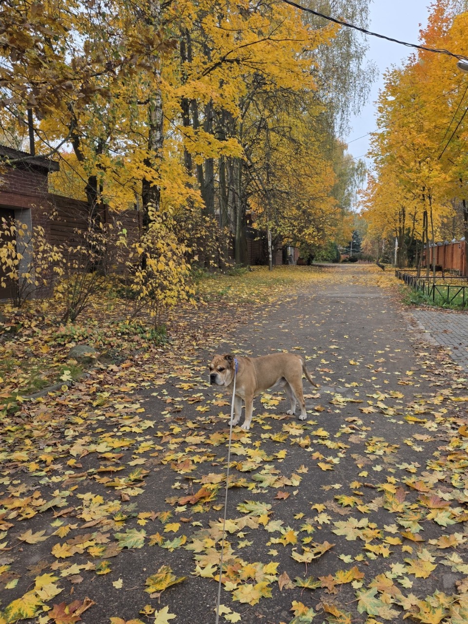anbarinova в LOOKY. . Как же ка де бошкам ...