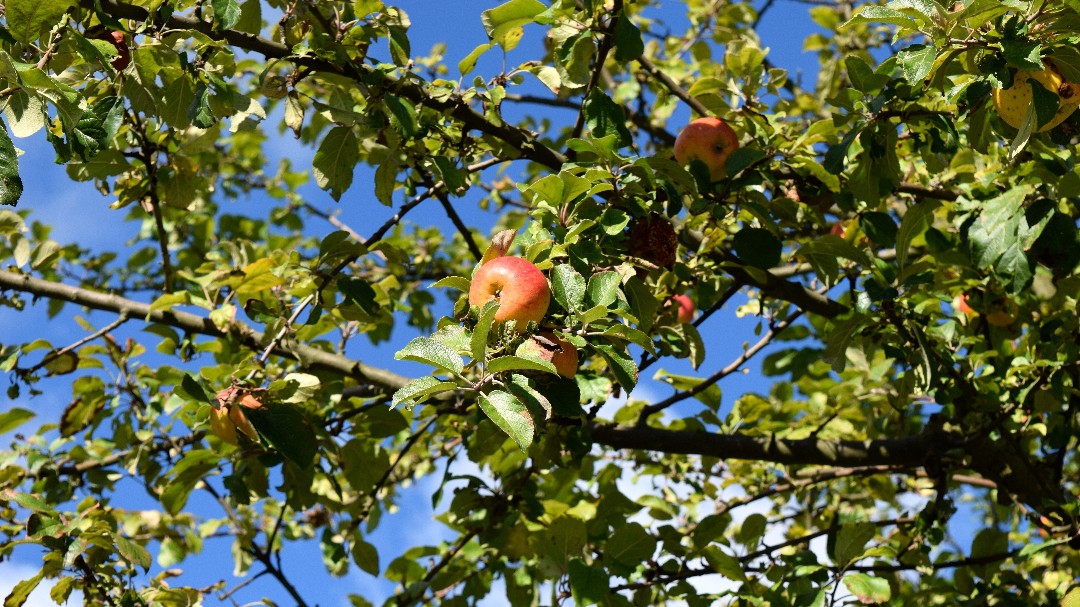 #садовые_дары
🍎🍐🍎🍏🍎🍐🍎🍏🍎🍐🍎🍏