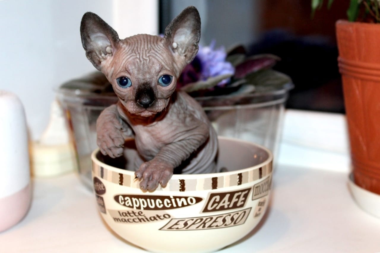 oksana_tm_relax в LOOKY — Наш маленький канадский сфинкс по кличке Локи. На фото котен