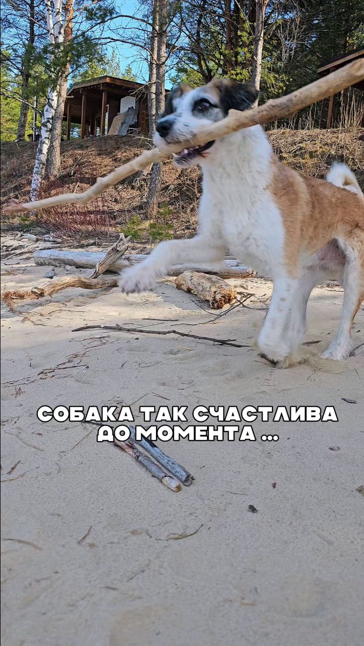 Harly_Miami в LOOKY. #harly. Собака счастлива 🤪 ...