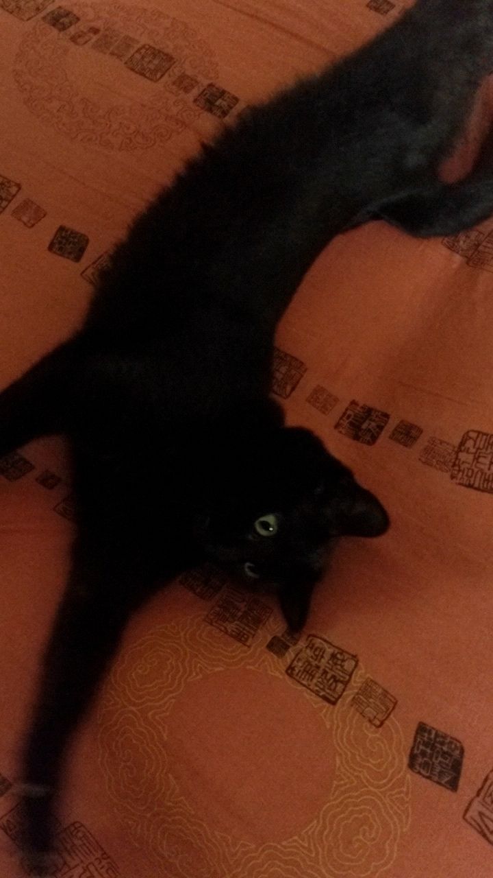 Looky_172597879110959 в LOOKY. #клякса,#котики. Всем привет 
Черная ...