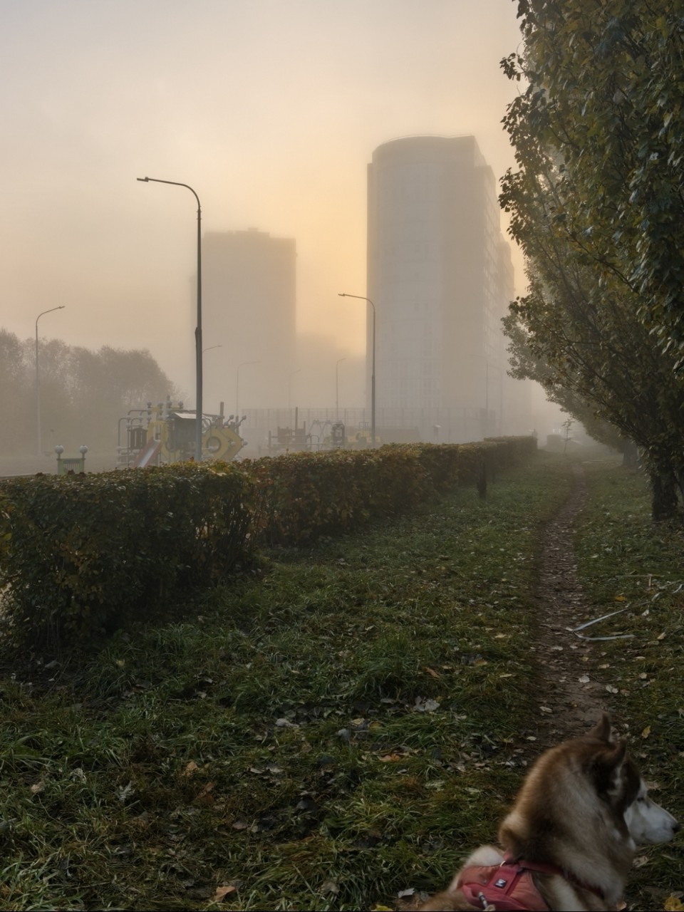 Константин Корзов в LOOKY. #хаски,#стая. На прогулке 😊 #хаск...