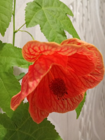 Loveflowers в LOOKY. #саднаокне,#абутилон,#комнатныйклен,#вегетативныечеренки. Абутилон (комнатный ...