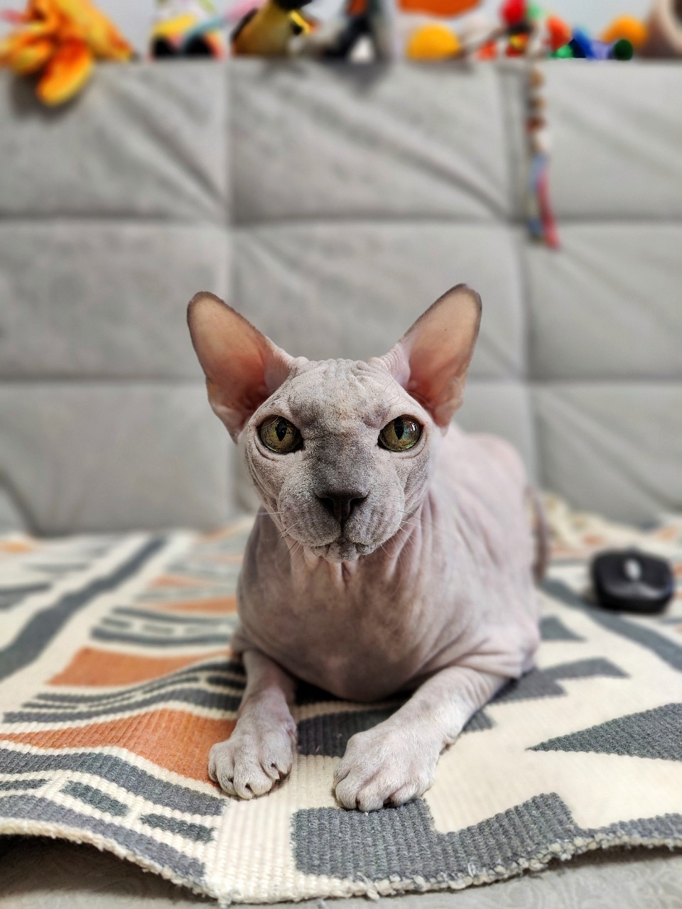 eva_sphynx_cat в LOOKY. #сфинкс,#sphynx,#донскойсфинкс,#кот,#кошка,#котики,#котэ,#лысая,#лысаякошка,#фотокотиков,#котомания,#домашниеживотные,#домашниепитомцы,#evasphynxcat,#мыизкотограмаlooky,#looky_official,#looky,#looky_official,#LOOKY_контент,#looky_you,#you. Привет, привет, прив...