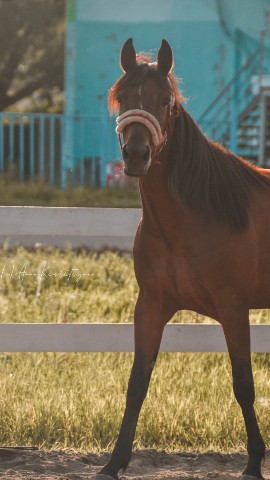 EQUINE PHOTO -AK- в LOOKY. #horses,#hippodrome,#rider,#stables. Когда она ложилась с...