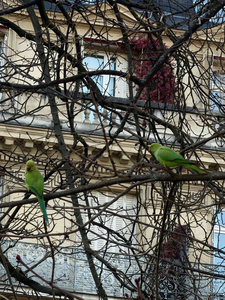 Venera_LOOKY в LOOKY. #parrot,#parrots,#город,#улицыгорода,#зима. В Европе попугаи час...