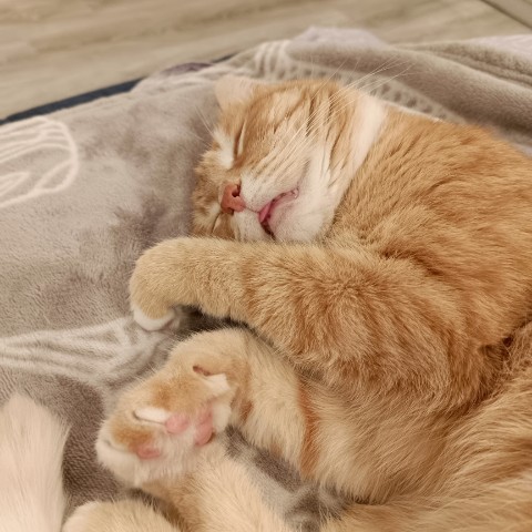 Кот Зяма в LOOKY. . Мур рррр мяу, коты!