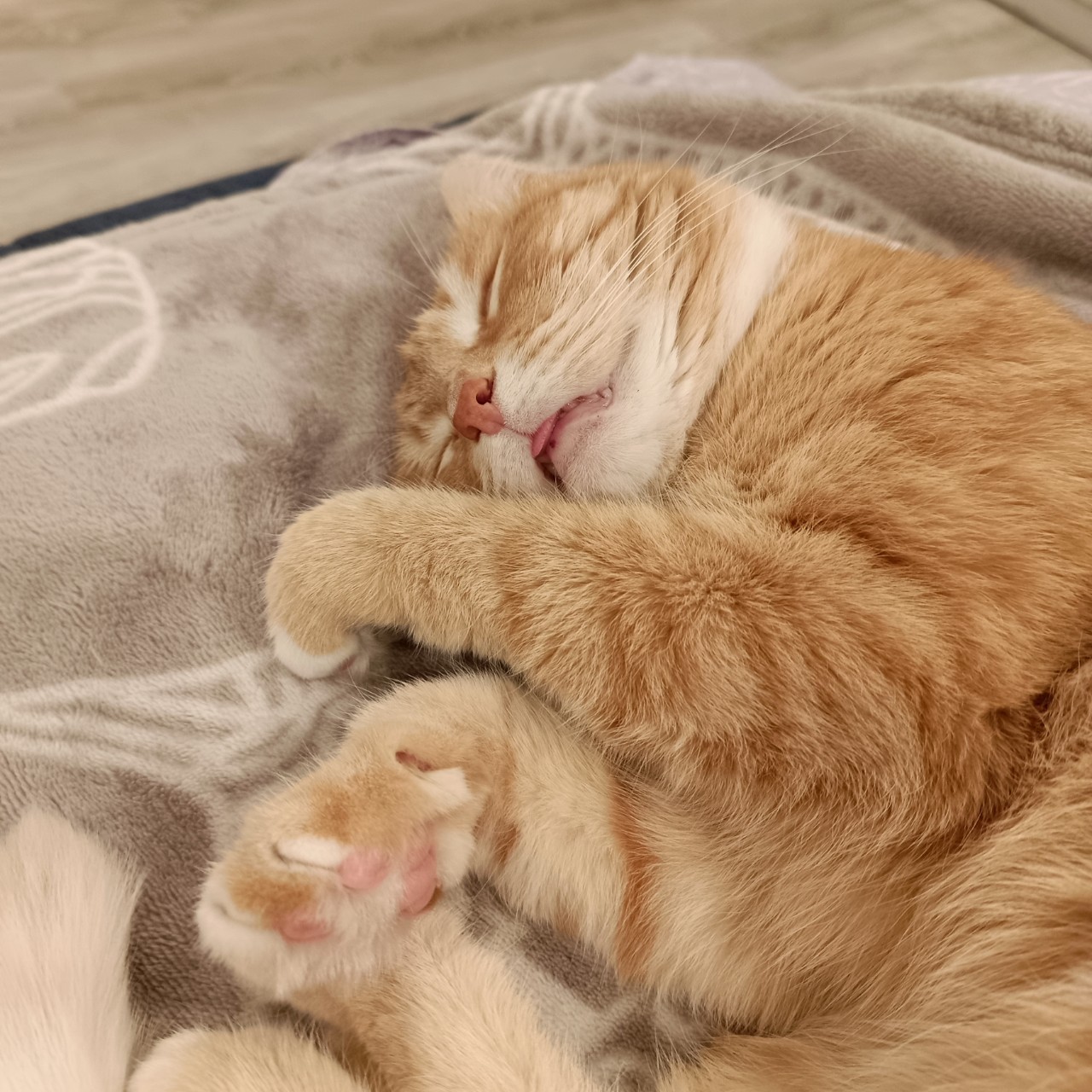 Мур рррр мяу, коты!