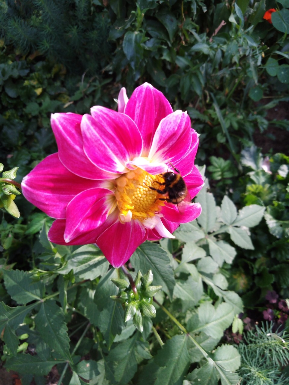  в LOOKY — 🐝 Позитивное фото для хорошего настроения! 🤩✨
#цветы #прир