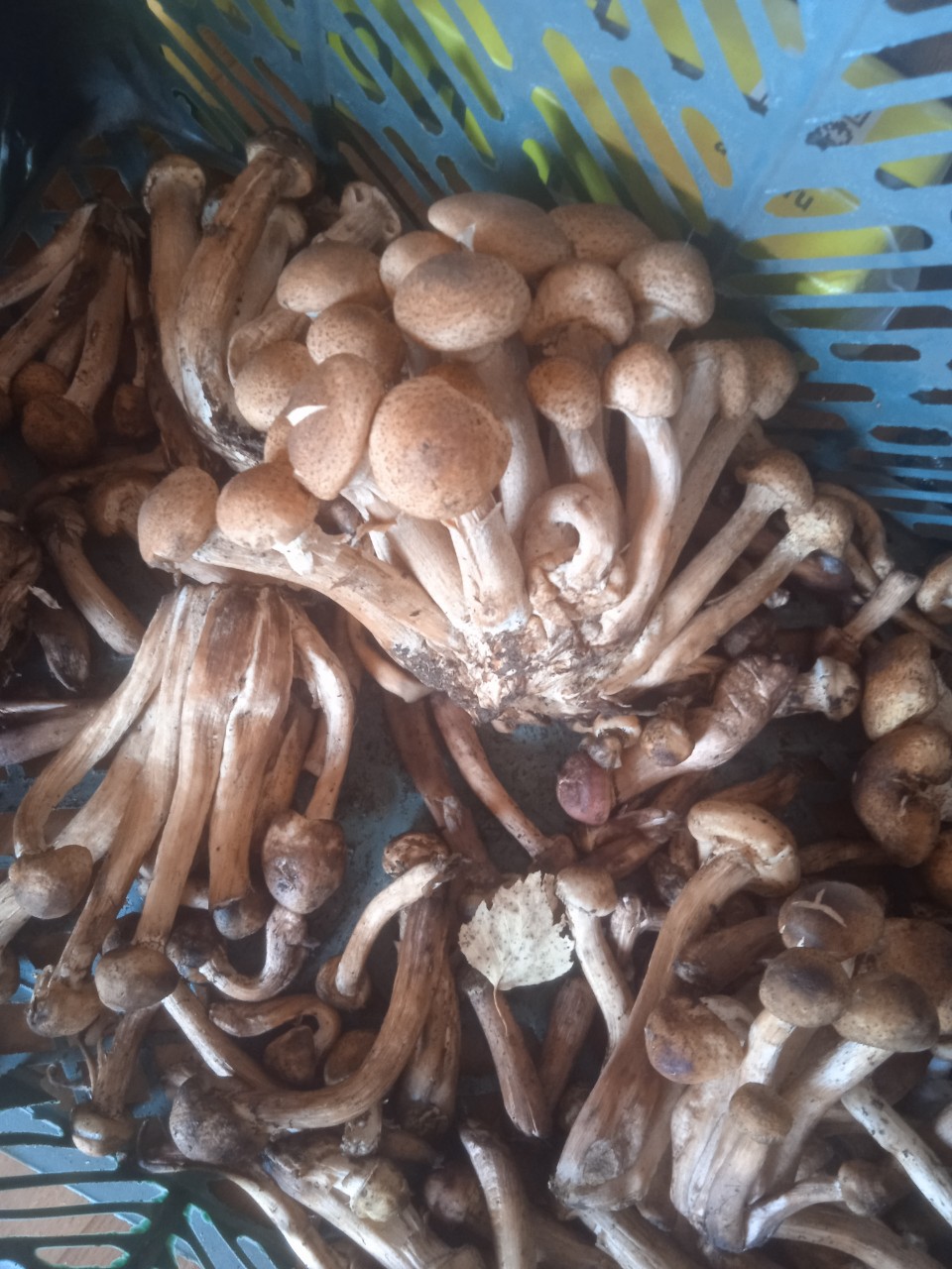 кристина в LOOKY — Кто ходил по грибы ставим лайки посмотрем  сколько нас любит