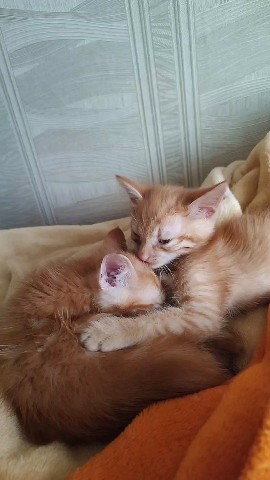 elena_pogozeva в LOOKY. . Кошарики мои

[#коти...