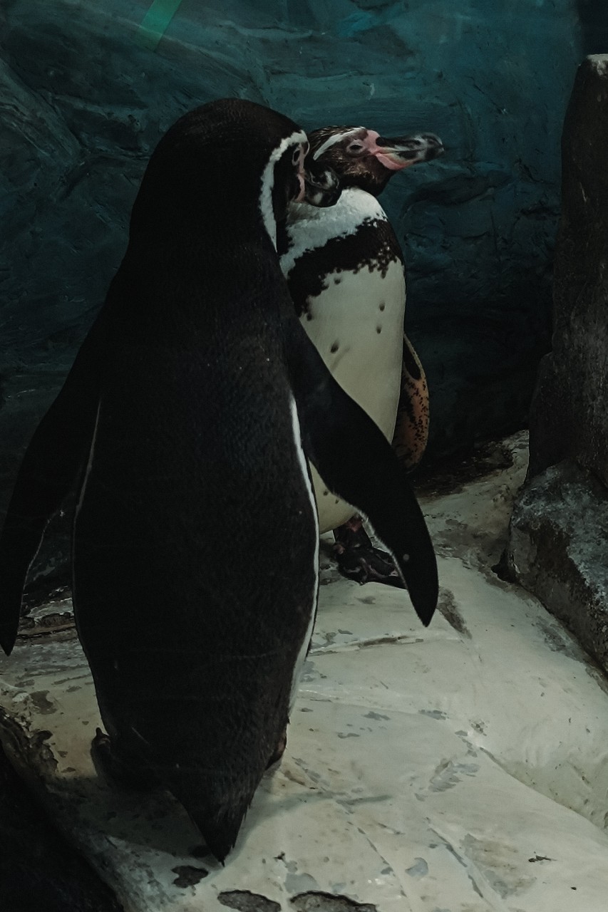 🐧 Пингвины хоть и не умеют летать, зато они настоящие мастера подводного плавания! 🐟
Эти забавные создания ходят, переваливаясь с боку на бок, но в воде развивают скорость до 36 км/ч. 🏊‍♂️
Императорский пингвин — настоящий гигант среди своих собратьев, его рост достигает 120 см! 🐧👑 А самый маленький — малый пингвин — всего около 40 см. 🐧🐣
Под водой пингвины могут находиться до 20 минут, охотясь на рыбу и криль. 🎣 Их плотное оперение и слой подкожного жира помогают сохранять тепло даже в Антарктиде. 🧊
А ещё у каждого пингвина есть свой уникальный голос — так родители находят своих птенцов в огромной колонии. 🎶
#пингвины #факты #животные #природа [#мобильнаяфотография ](мобильнаяфотография)