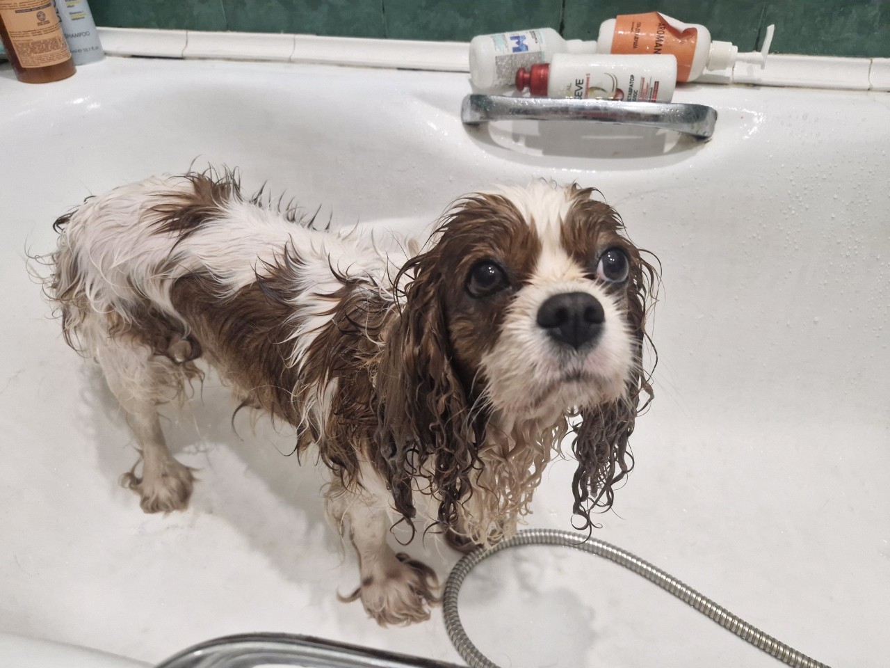 puppengame in LOOKY
