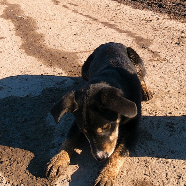 Маленькая Юночка
Ну правда же прелесть?
[#dog ](dog)