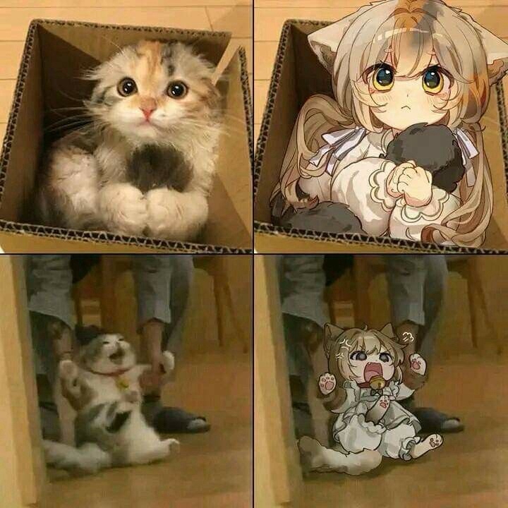 Anime_canvas в LOOKY — Мур 🐱
[#коти](коти) [#котики](котики) [#котя](котя) #аниме 