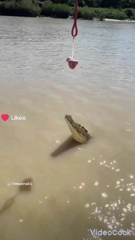 Looky_174357149477092 в LOOKY. #хищник,#рептилия,#крокодил. Крокодил 🐊 Гена #хи...