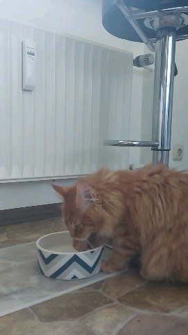 Simba в LOOKY. #meinkun,#майнкун,#котенокмайнкун,#любимыйкотёнок,#любимыепитомцы. Симба очень любит во...