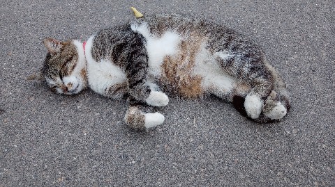 Irinaidvasyna в LOOKY. #котик.,#лето. Усталый #котик. [#жа...