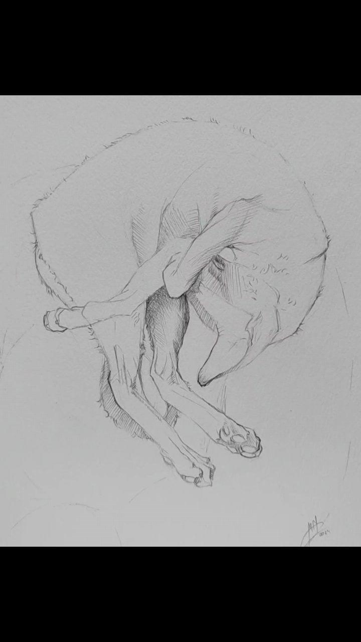moremiron_art в LOOKY. #sketch,#скетч. Котиков много не быв...