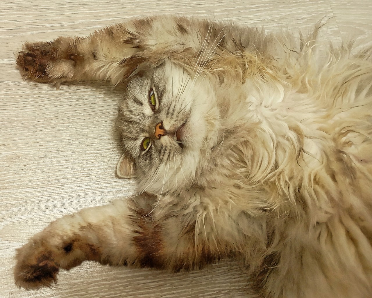 darenka_little в LOOKY. #коты. Косяк сдался
#питомц...