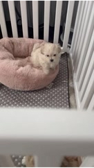 maltipoo_moscow в LOOKY. #мальтипу,#мальтипукупить,#микромальтипу,#мальтипущенок,#щенкимальтипу,#купитьмальтипу. У нас есть свободные...