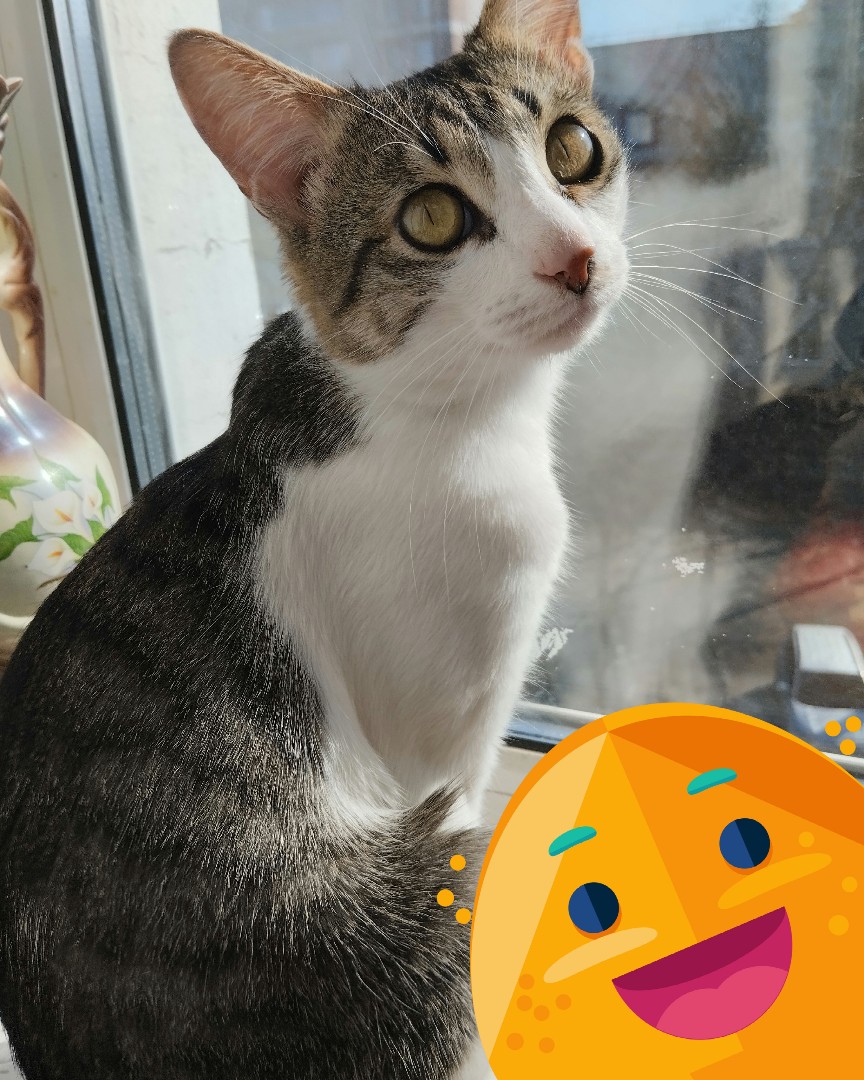 Кот Мурчик in LOOKY. . 