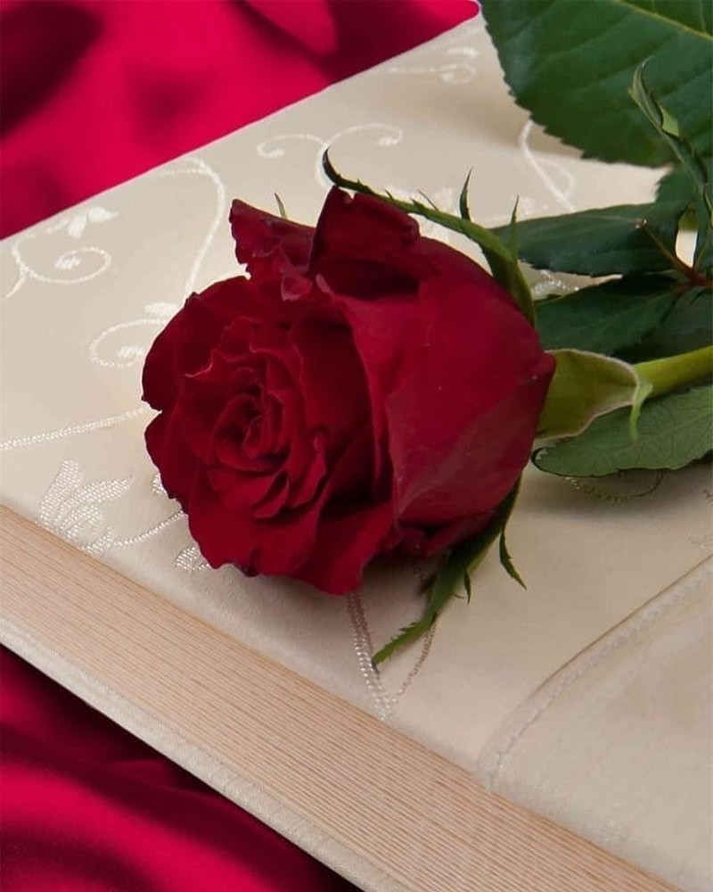 [#redrose](redrose) 