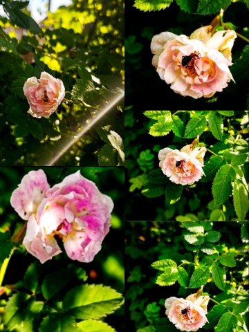 Леди Катерина и кот в LOOKY. . 🩷🩷🩷🌸