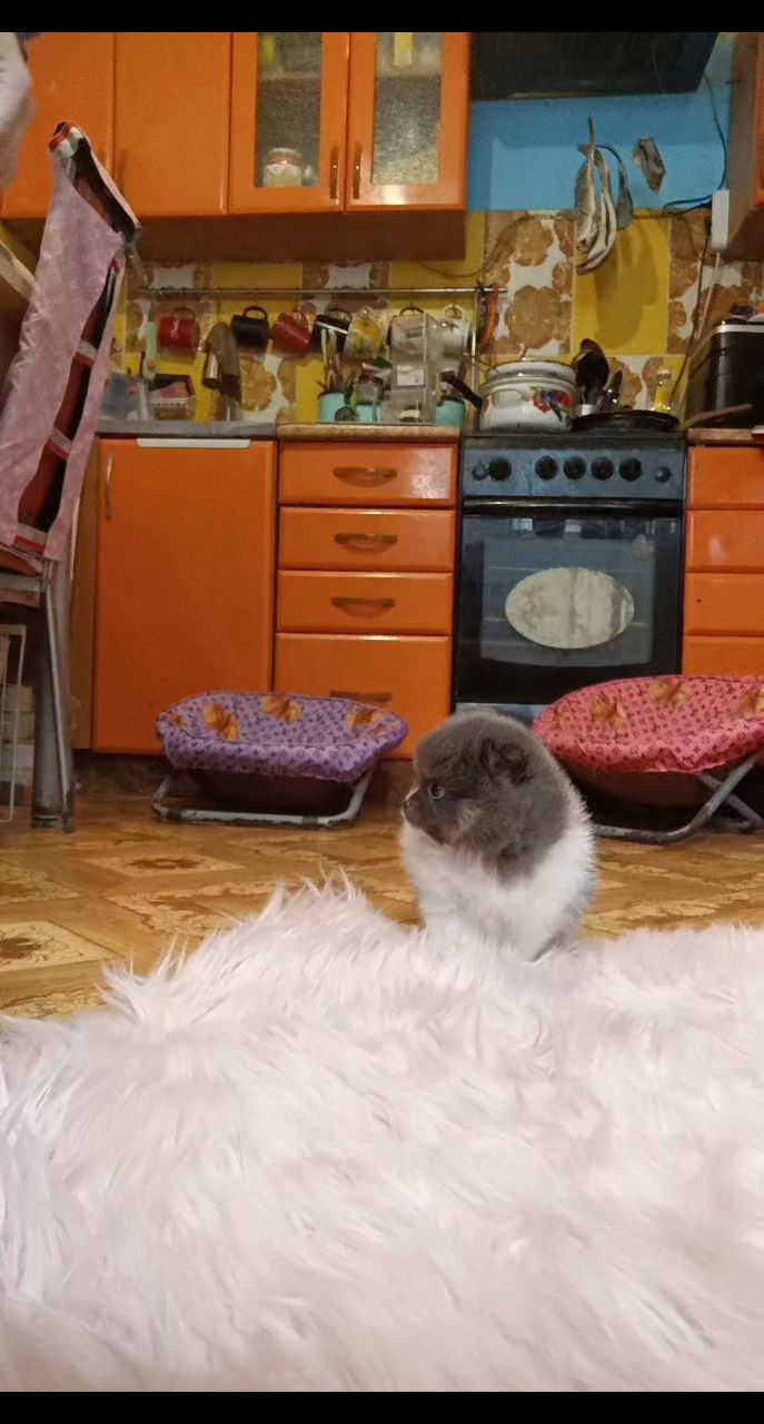 Питомник Тульский Сапфир Татьяны в LOOKY. . Девочка белоголубая ...