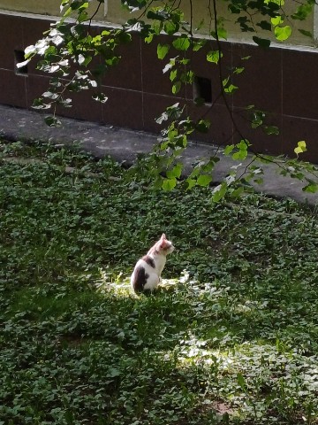 Тама-Тама в LOOKY. #Котик. #Котик