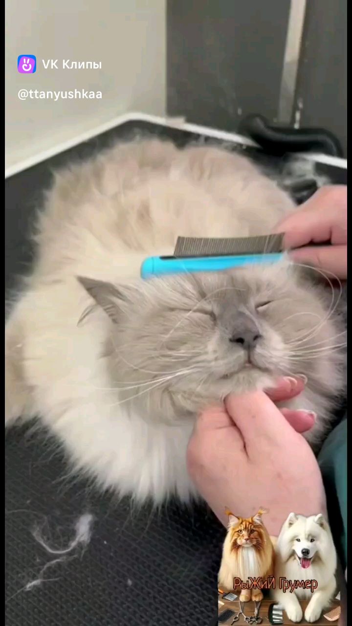 Рыжий грумер в LOOKY. . 