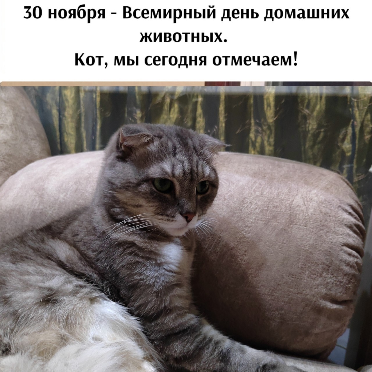 С праздником мои любимые друзья 😘 
Будьте всегда любимы, счастливы и здоровы ❤️
.
.
.

#джусик_нн #котоблогер #looky  #вислоушка #Шотландскийвислоухий #милашка #любимчик #котики #кот #пушистик #мыизкотограма #LOOKY_топ #мойкотик  #котикинаркотики #котикиправятмиром #безкотаижизньнета #кошкитакиекошки #котомафия #котомагия #котикирулят #питомец #любимыйпитомец