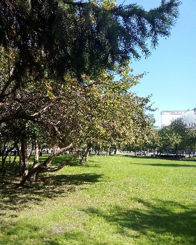 Snowflake в LOOKY. #Новосибирск. #Новосибирск