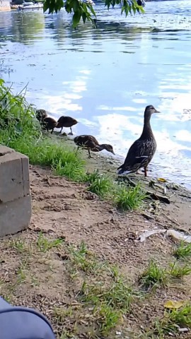 lidusha_ya в LOOKY. . Утка с утятами 🦆🦆�...
