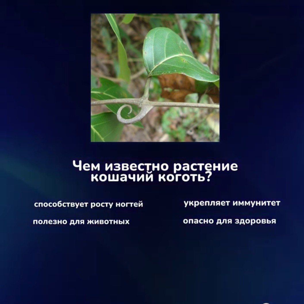 Клеточное питание в LOOKY — На самом деле кошачий коготь это...

...удивительная лиана, 