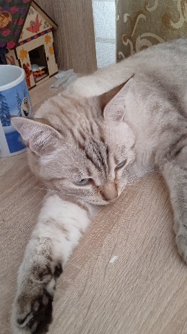 Looky_1706457116070 в LOOKY. #кот,#китя. #кот #китя